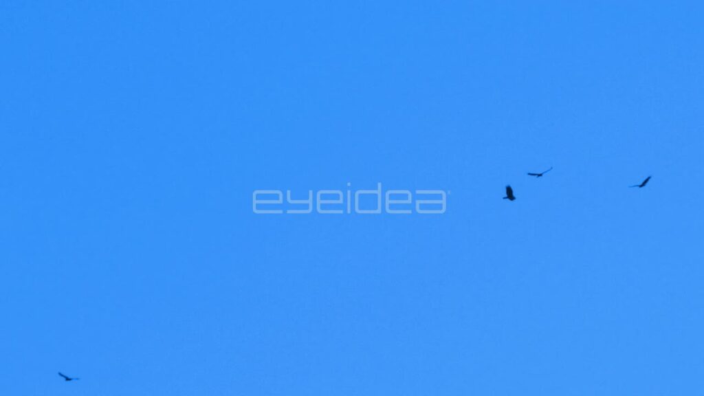 Birds Soaring in a Clear Blue Sky Silhouette