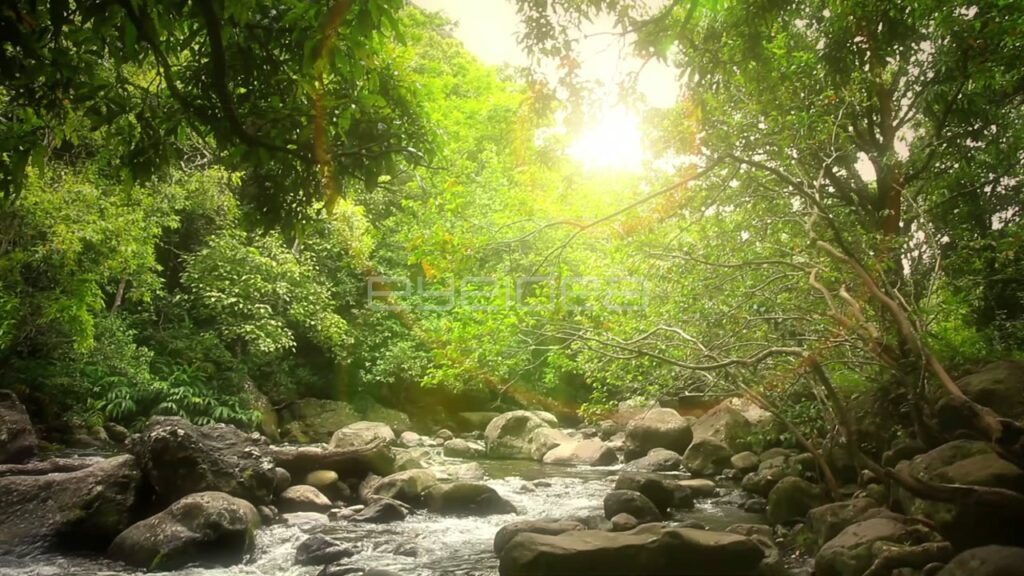 Panning Down View of Stream in Lush Iao Valley Forest