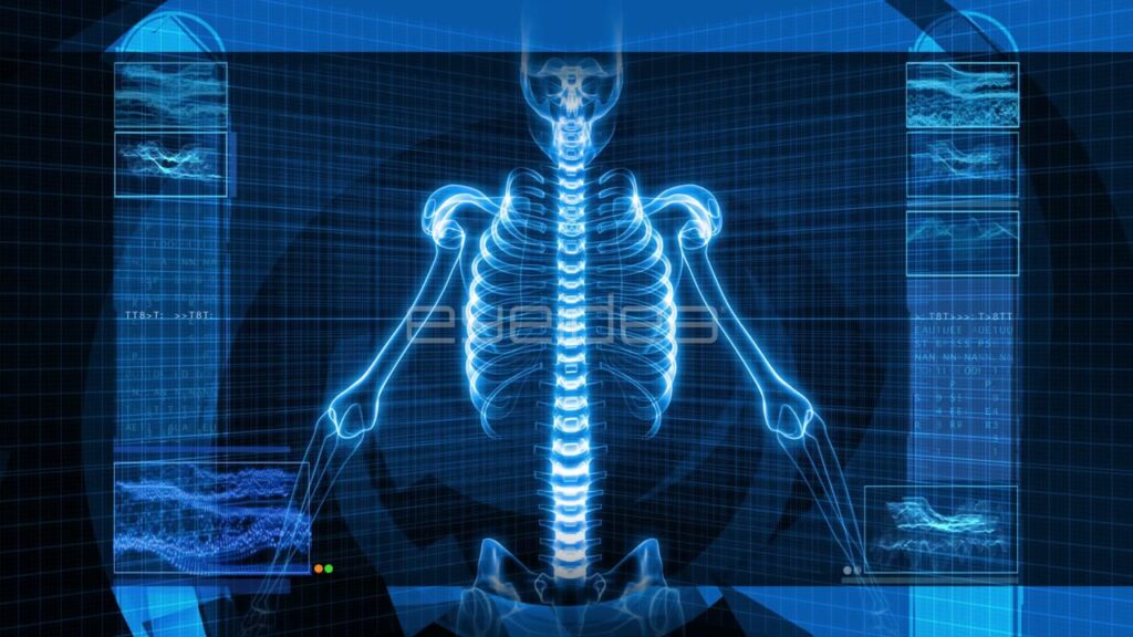 3D Animation of Human Spine and Torso on Blue Interface