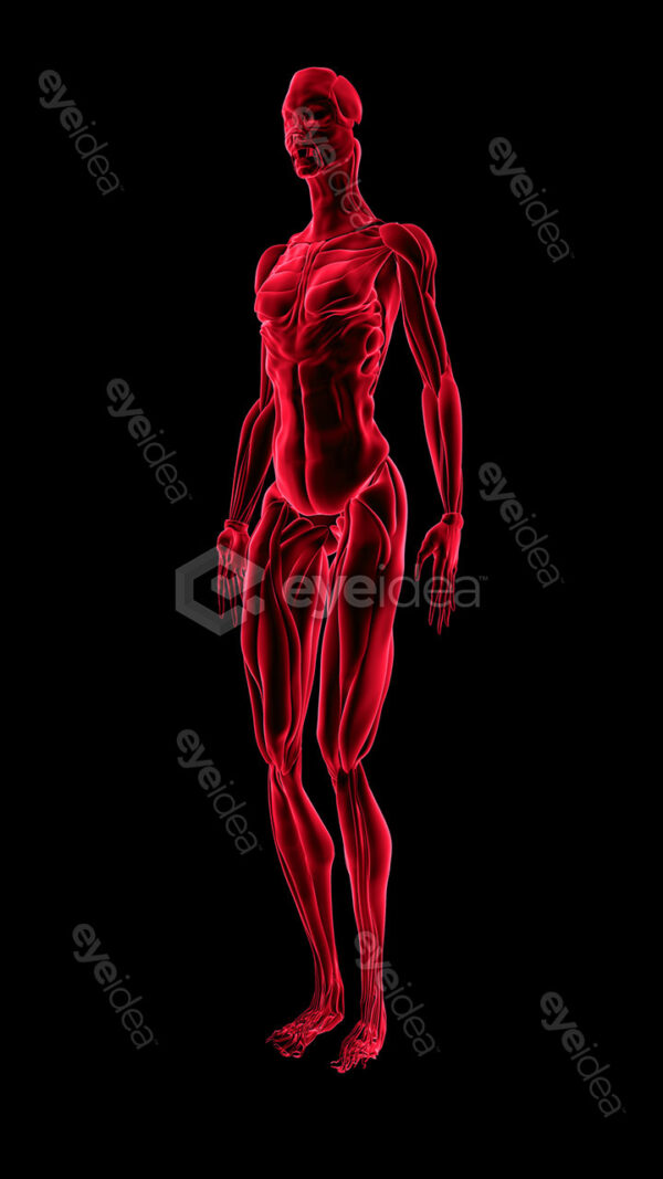 Human Revealed » 56 Stock Images Pack V.1 - Image 12