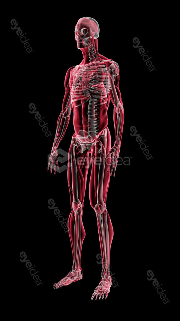 Human Revealed » 56 Stock Images Pack V.1 - Image 8