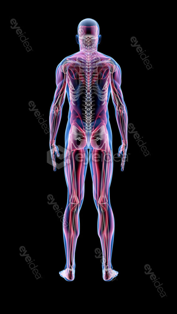 Human Revealed » 56 Stock Images Pack V.1 - Image 2
